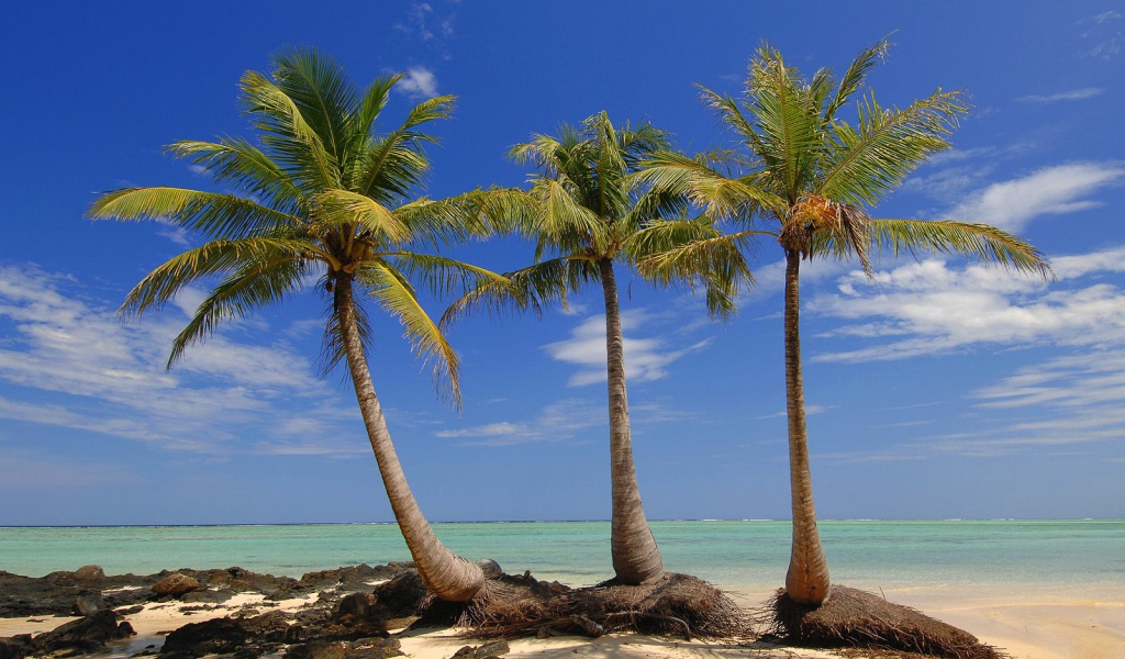 Пальмы на пляже