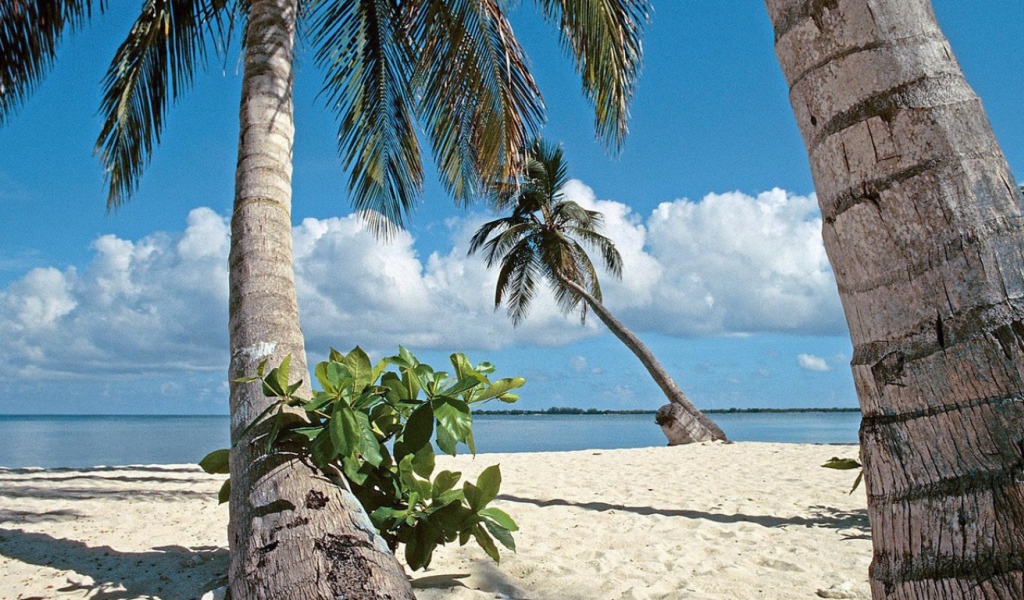 Пальмы на пляже