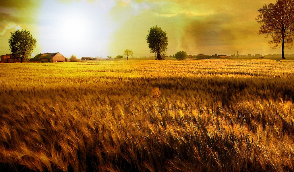 Золотое поле