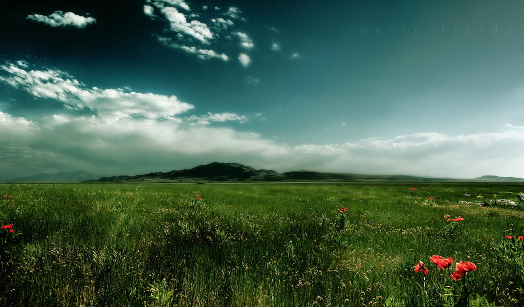 Зеленое поле