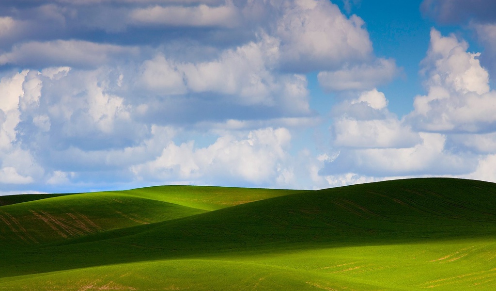 Зеленое летнее поле