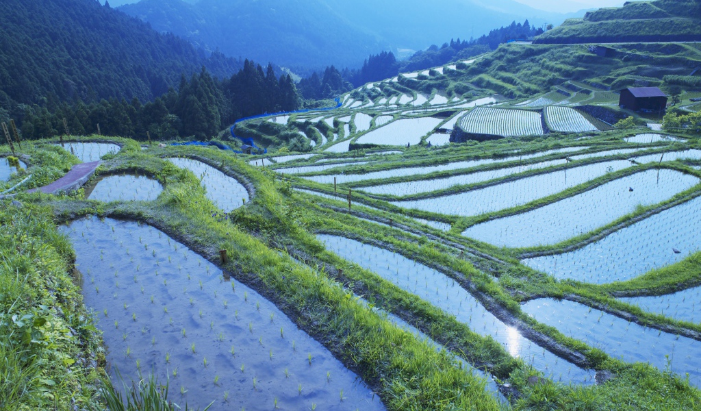 Рисовые поля