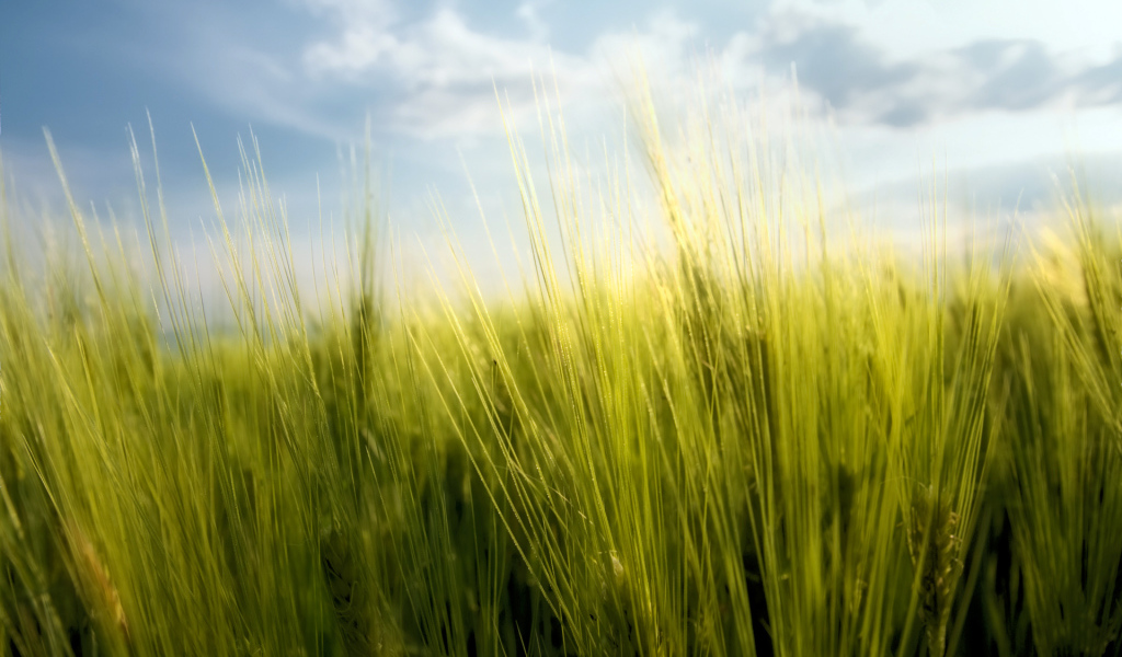 Весенние травинки