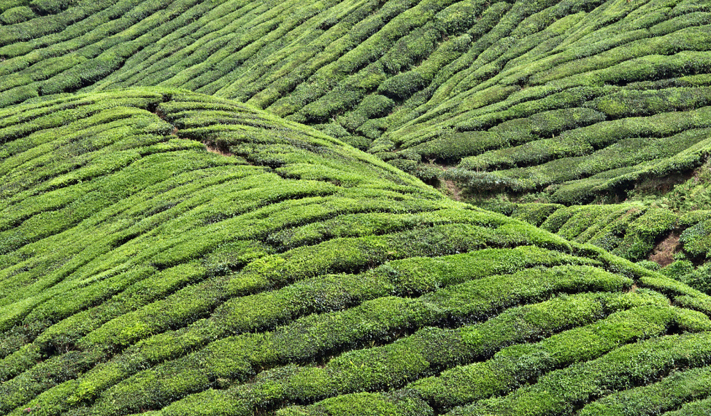 Чайные плантации