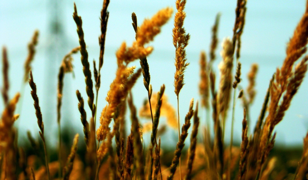 Полевые колоски