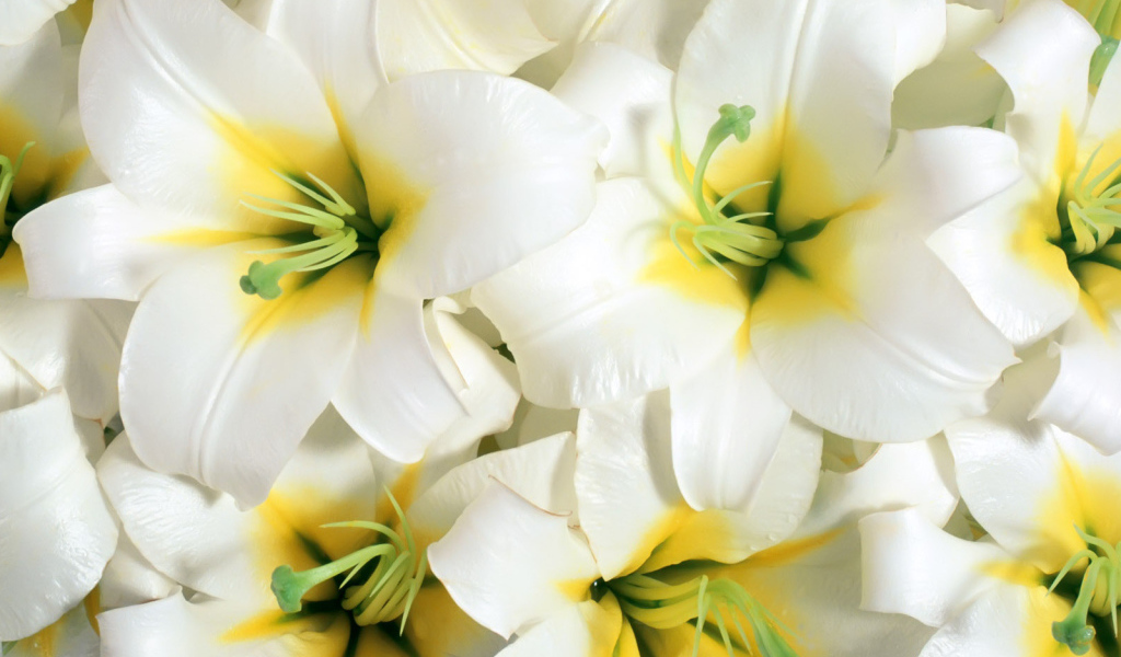 Красивые цветы