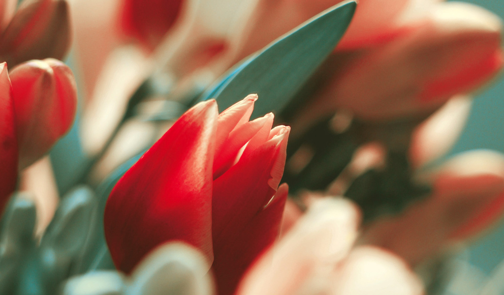 Красивый тюльпан