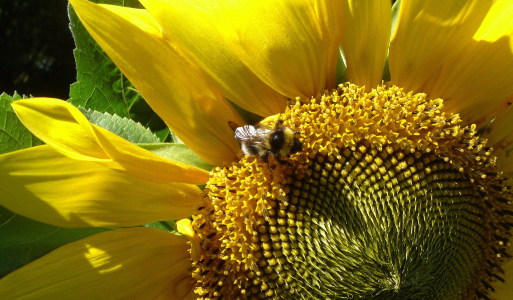 Цветущий подсолнух