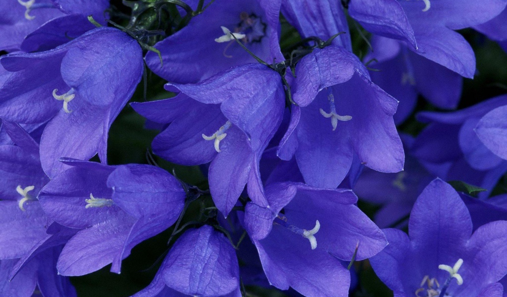 Синие колокольчики