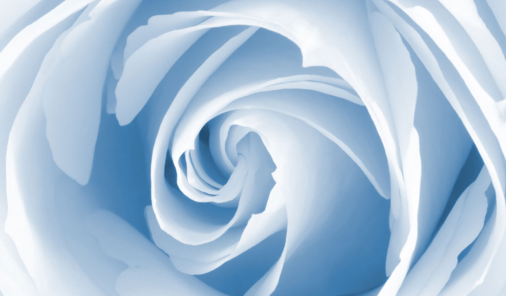 Голубая роза