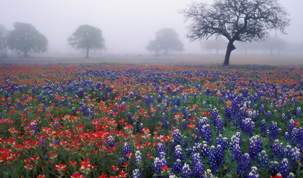 Полевые цветы в тумане