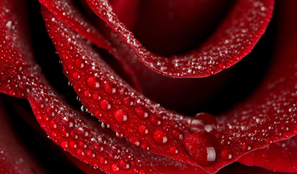 Цветок любви Роза