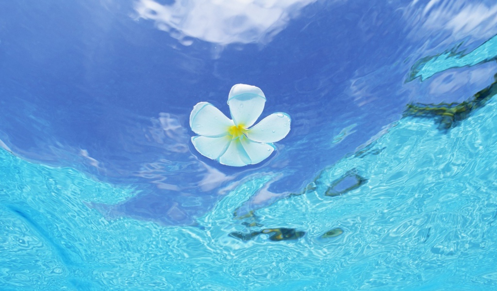 Цветок в воде