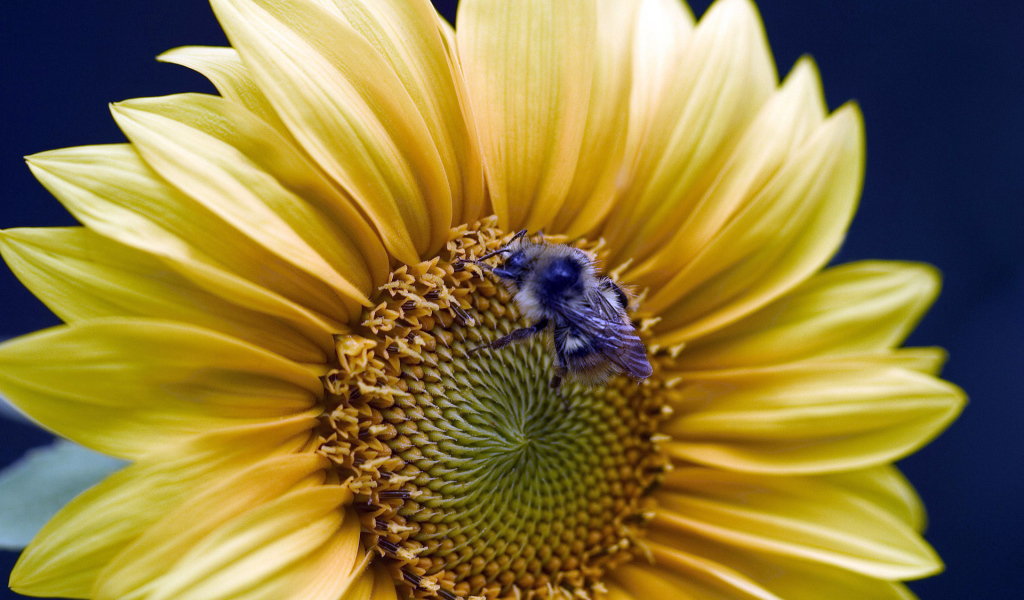 Золотой подсолнух