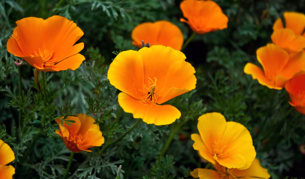 Золотые лепестки