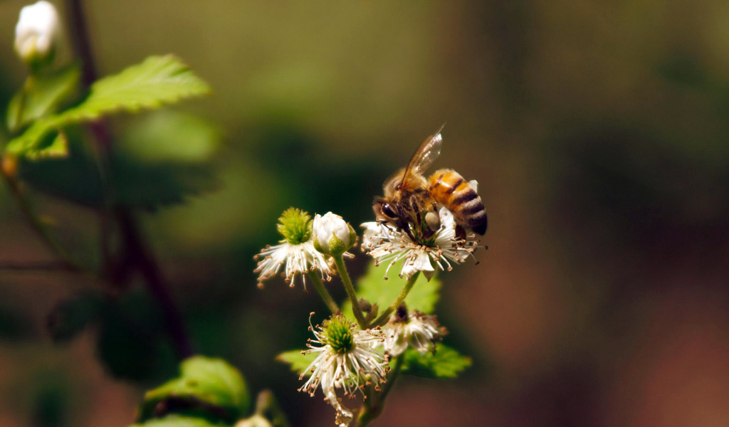 Весенние цветы