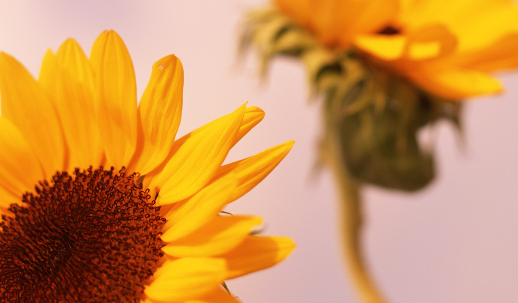 Цветы солнца