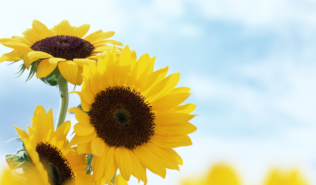 Подсолнечник