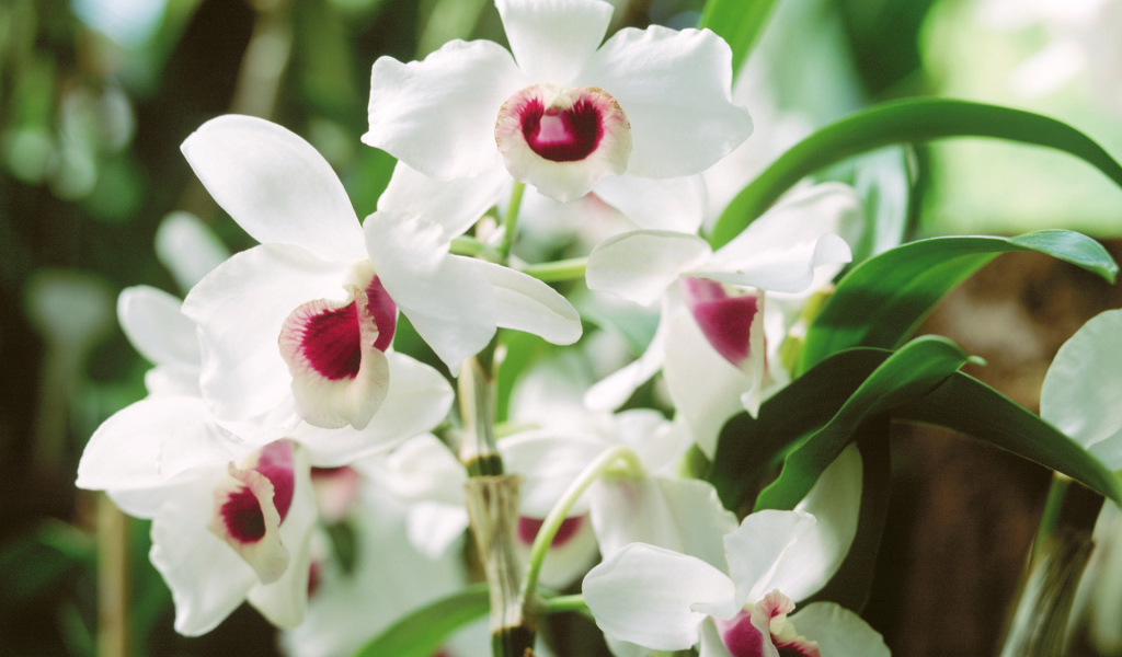 Запах красивых цветов