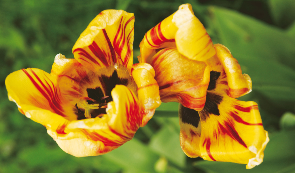 Тигровые цветы