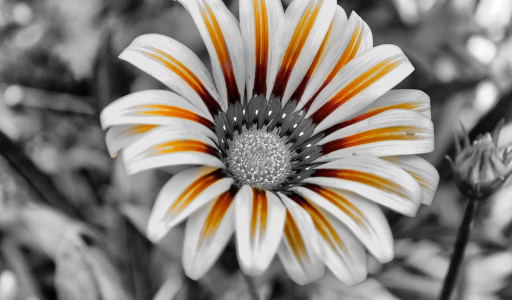 Тигровый цветок