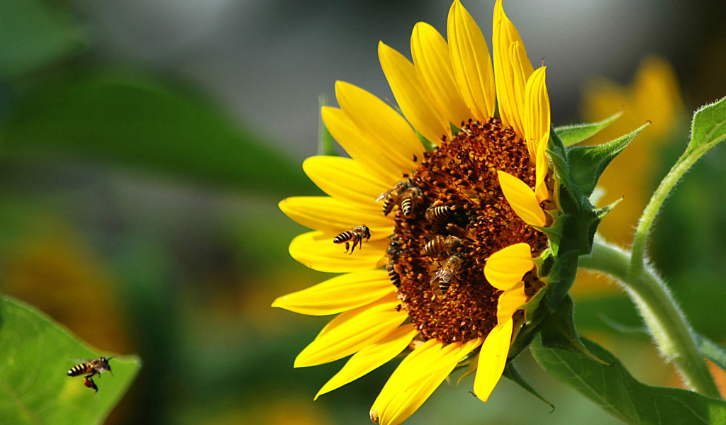 Осы и подсолнух