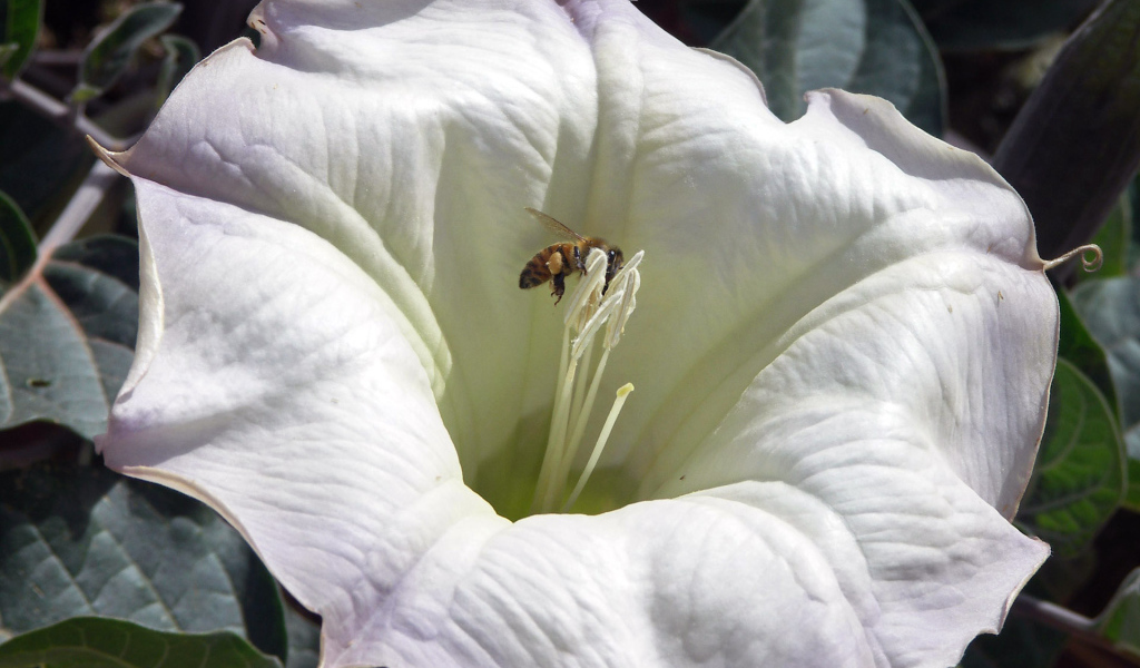 Белый цветок