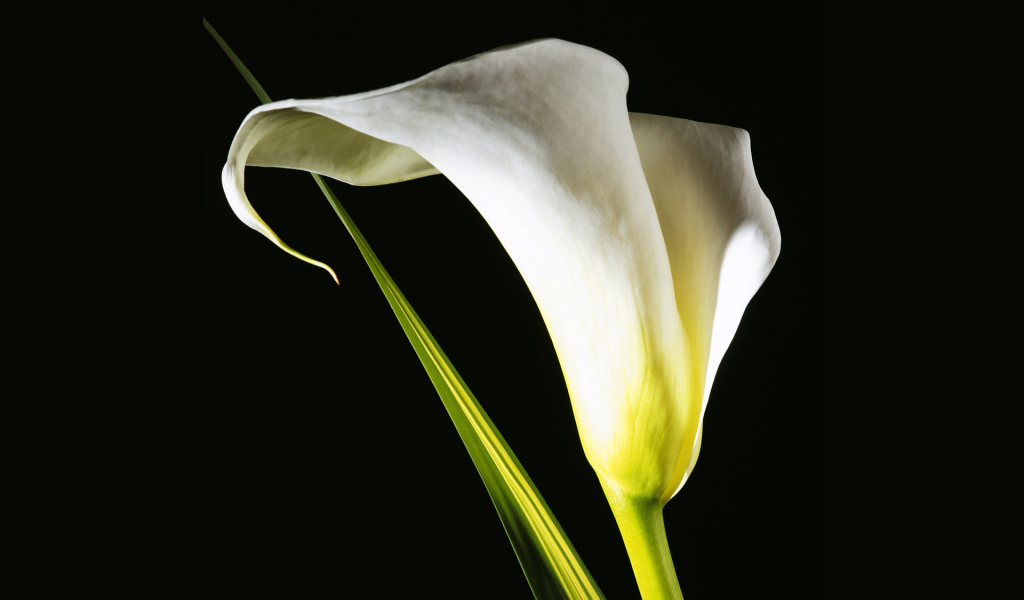 Белый цветок