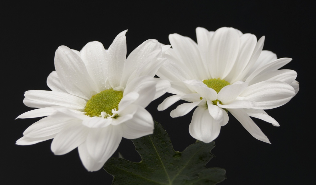 Белые цветы