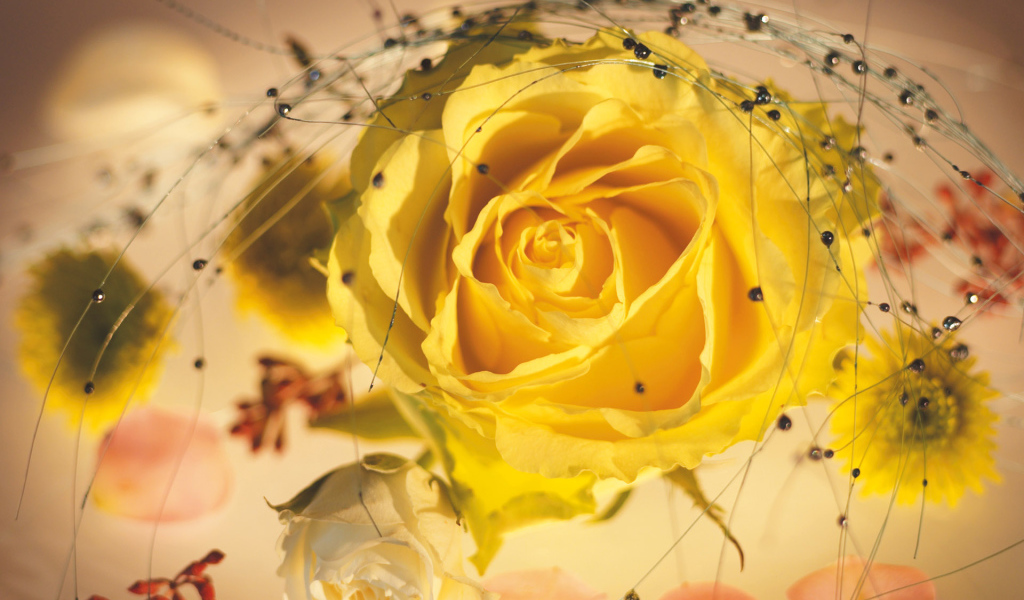 Желтая роза