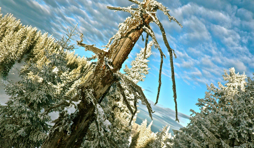 Австрийский лес