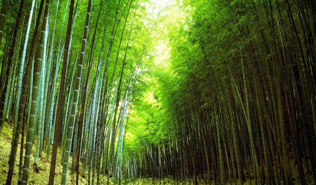 Бамбуковый лес