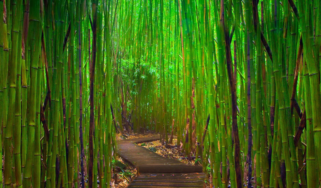 Бамбуковый лес