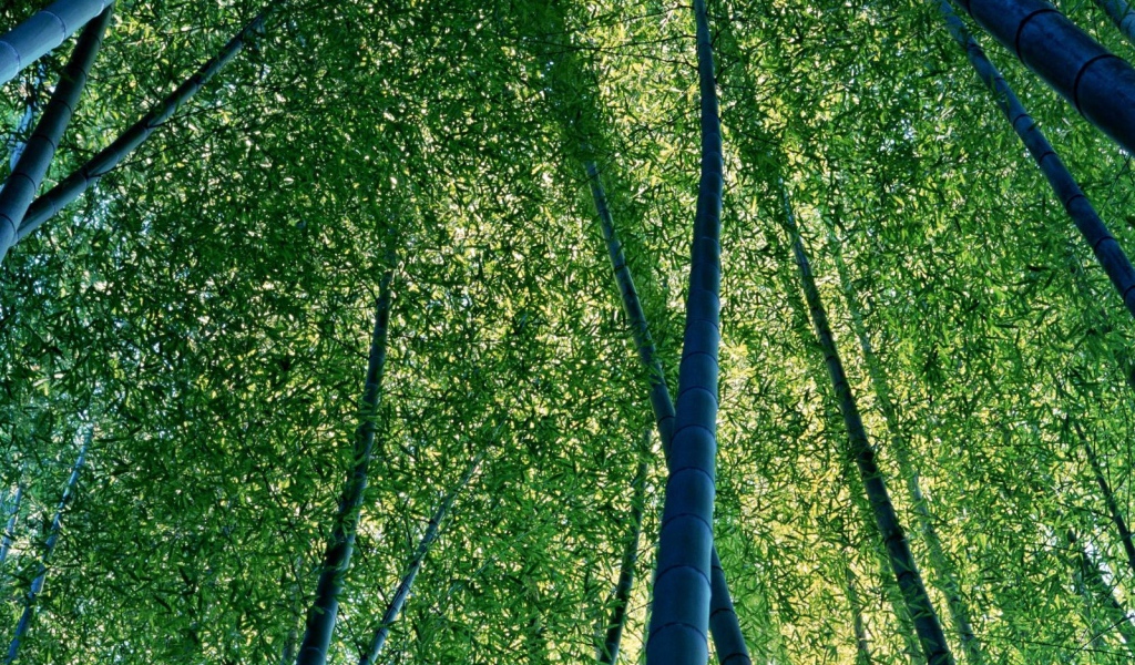 Бамбуковая роща