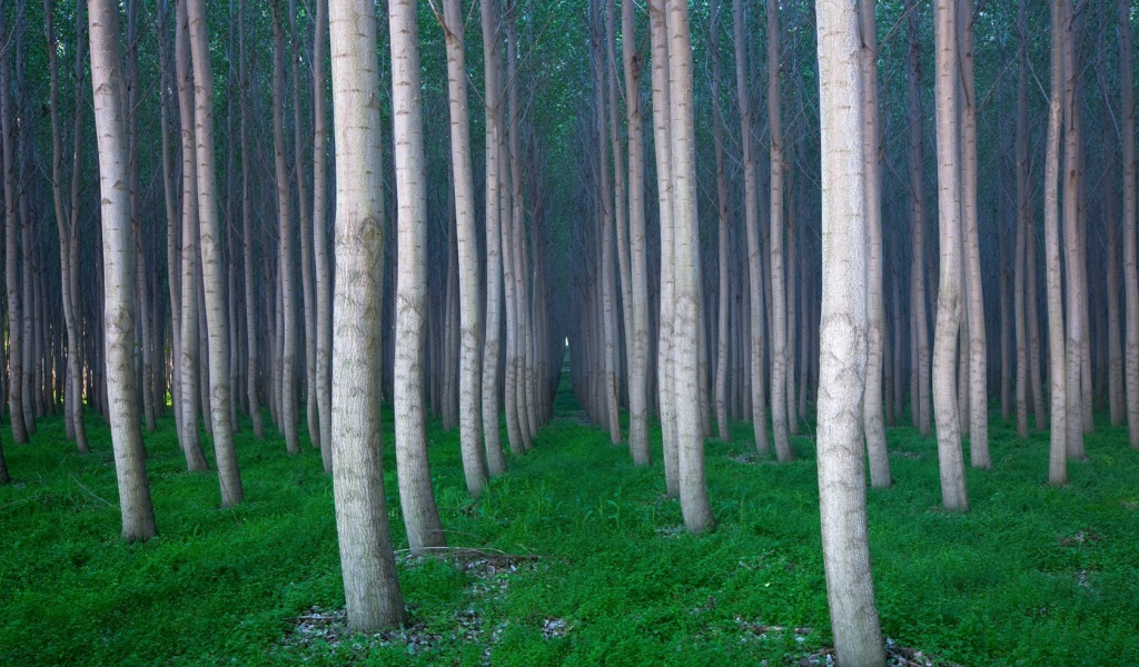 Красивая роща