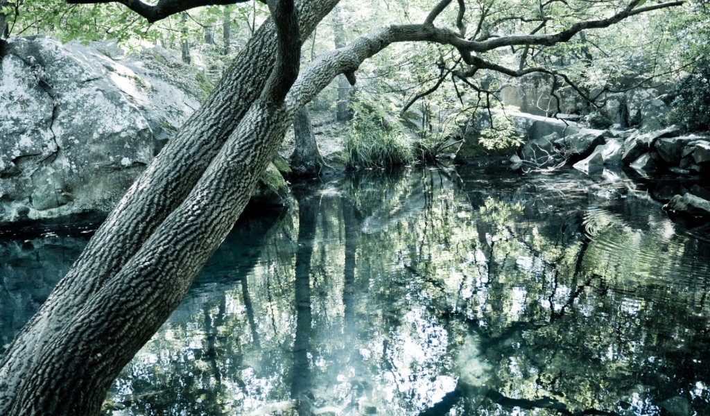 Чистое озеро в лесу