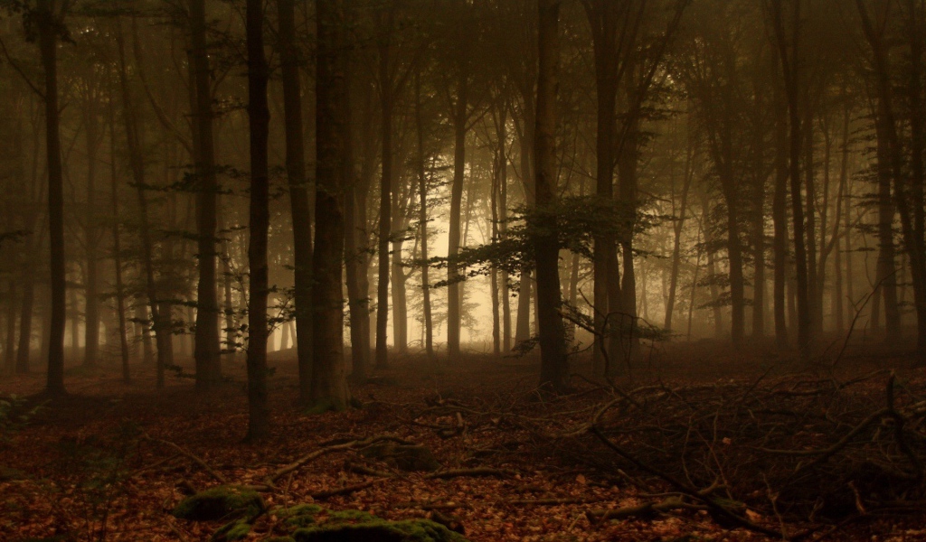 Дремучий лес