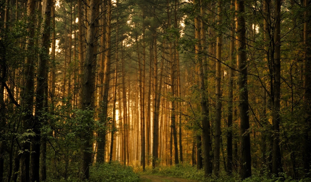 Восточноевропейский лес