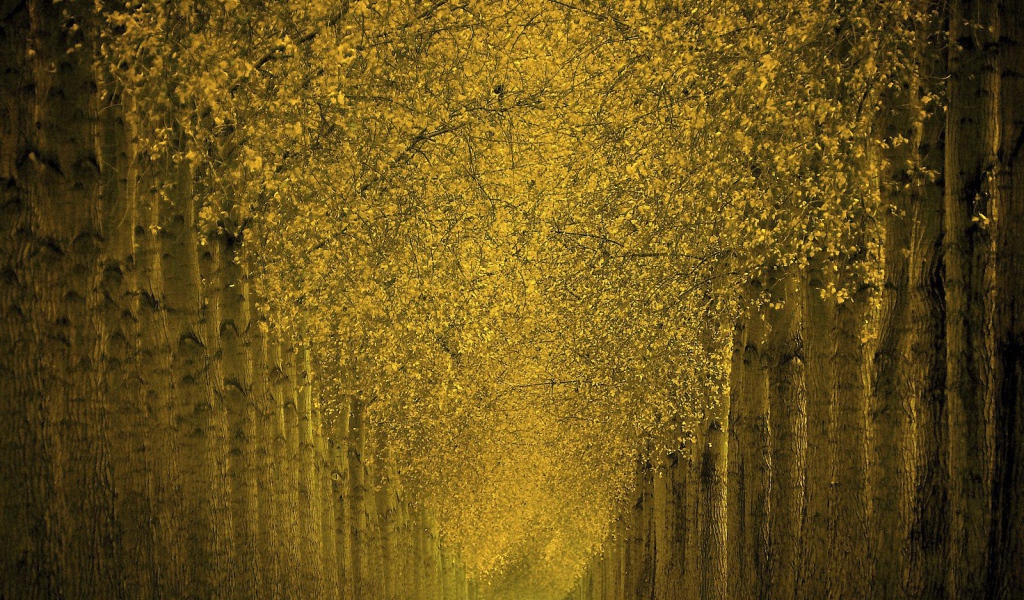 Фантастический лес