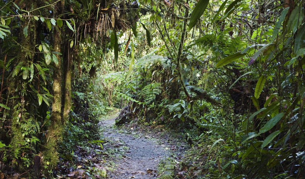 Тропинка через заросли