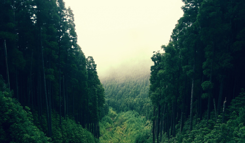 Лесные холмы