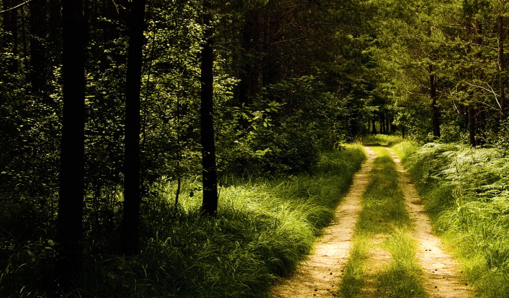 Лесная тропинка
