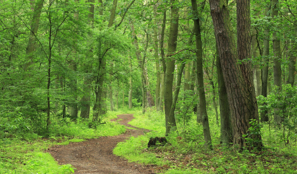 Лесная тропа