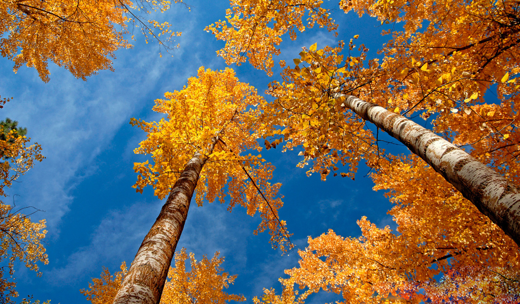 Золотые березы