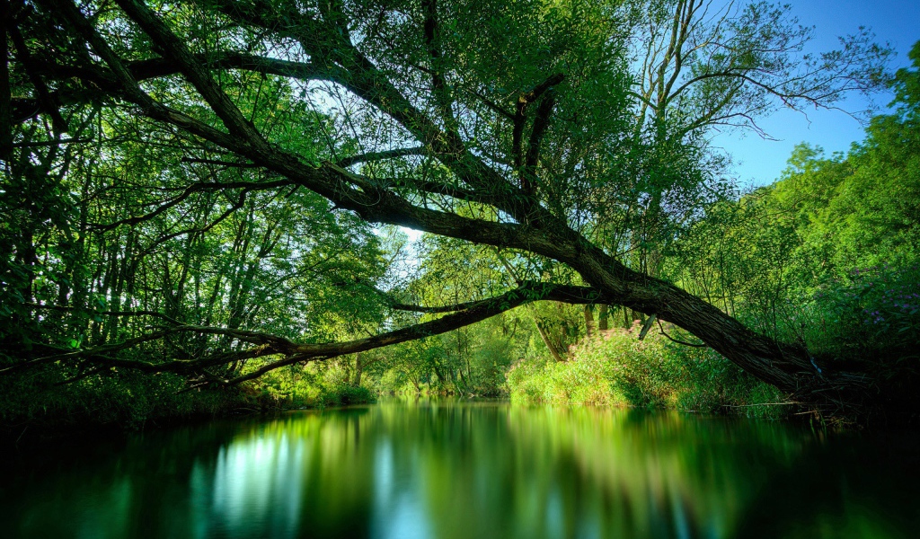 Зеленая лесная река