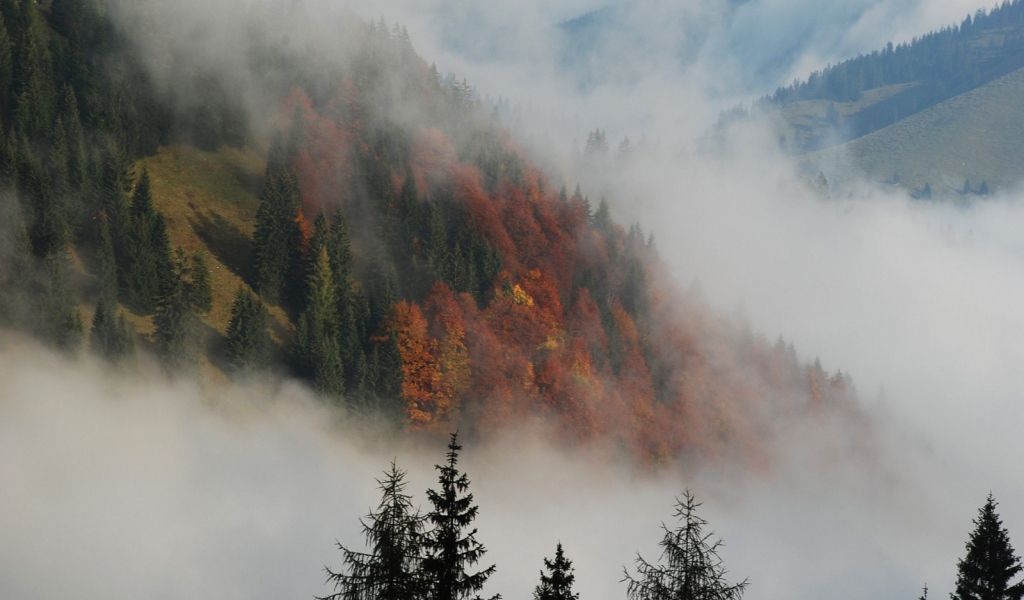 Туманный лес