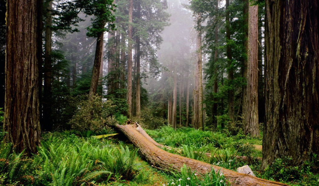 Утро в лесу