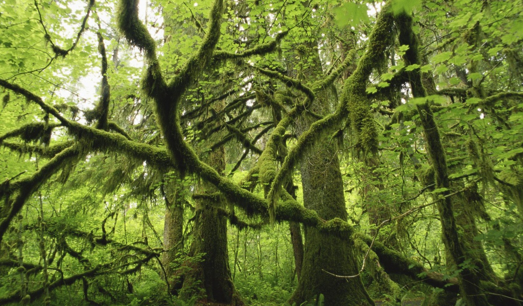 Лес поросший мхом