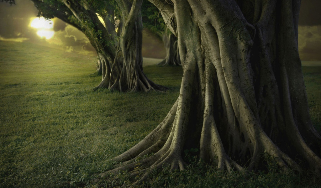 Старые деревья