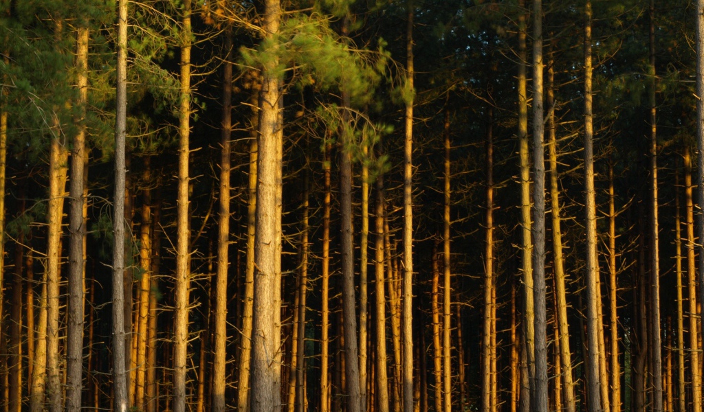 Сосновый бор